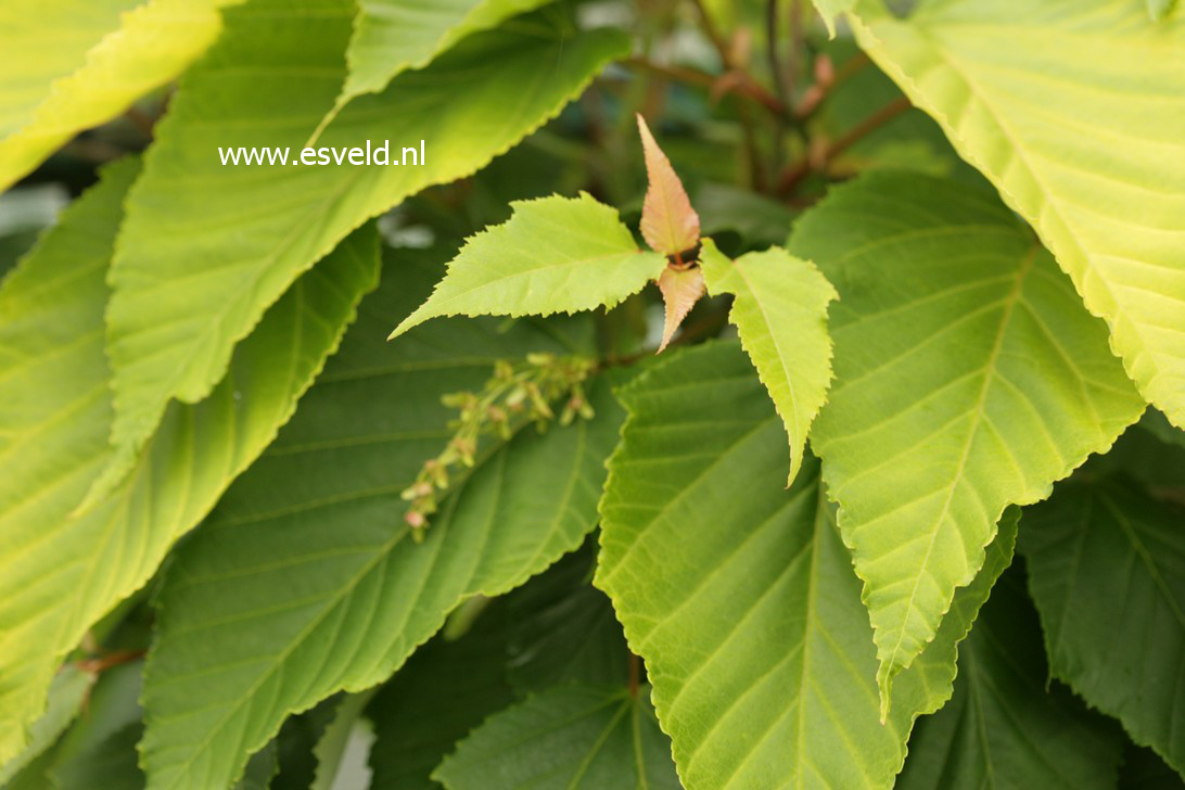 Acer capillipes 'Honeydew'