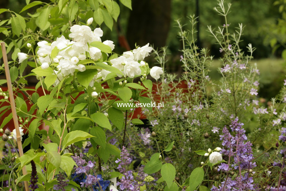 Philadelphus 'Yellow Hill'