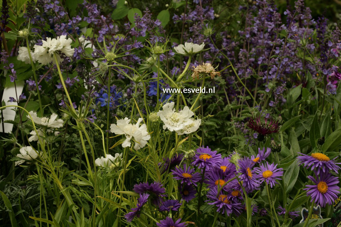 Scabiosa caucasica 'Alba'