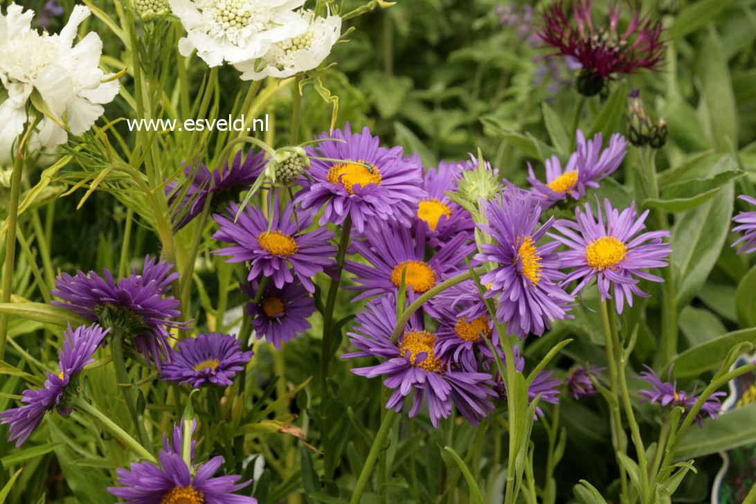 Aster alpinus