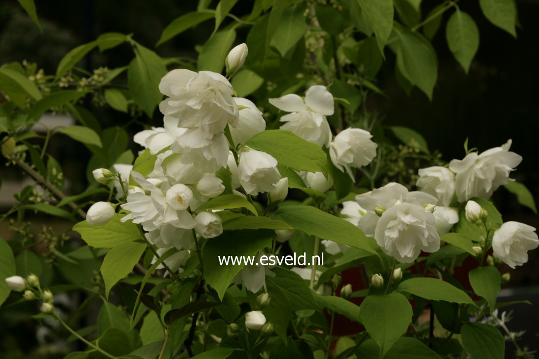 Philadelphus 'Yellow Hill'