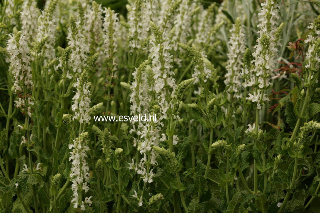 Salvia nemorosa 'Schneehuegel'