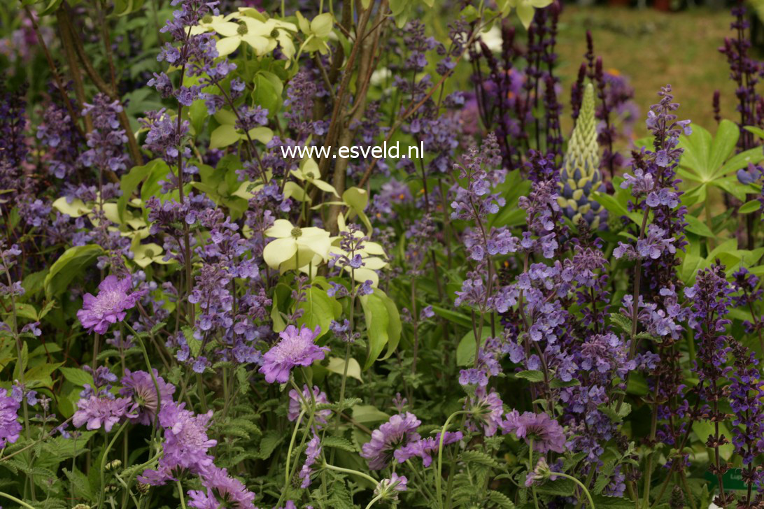 Nepeta 'Walker's Low'