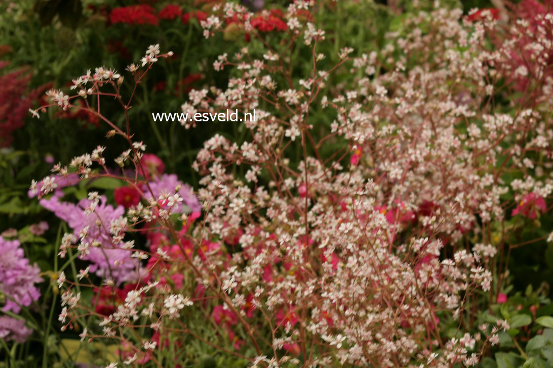 Saxifraga urbium