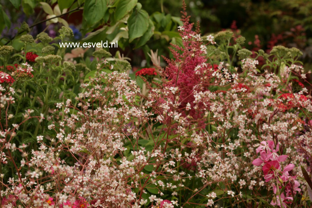 Saxifraga urbium