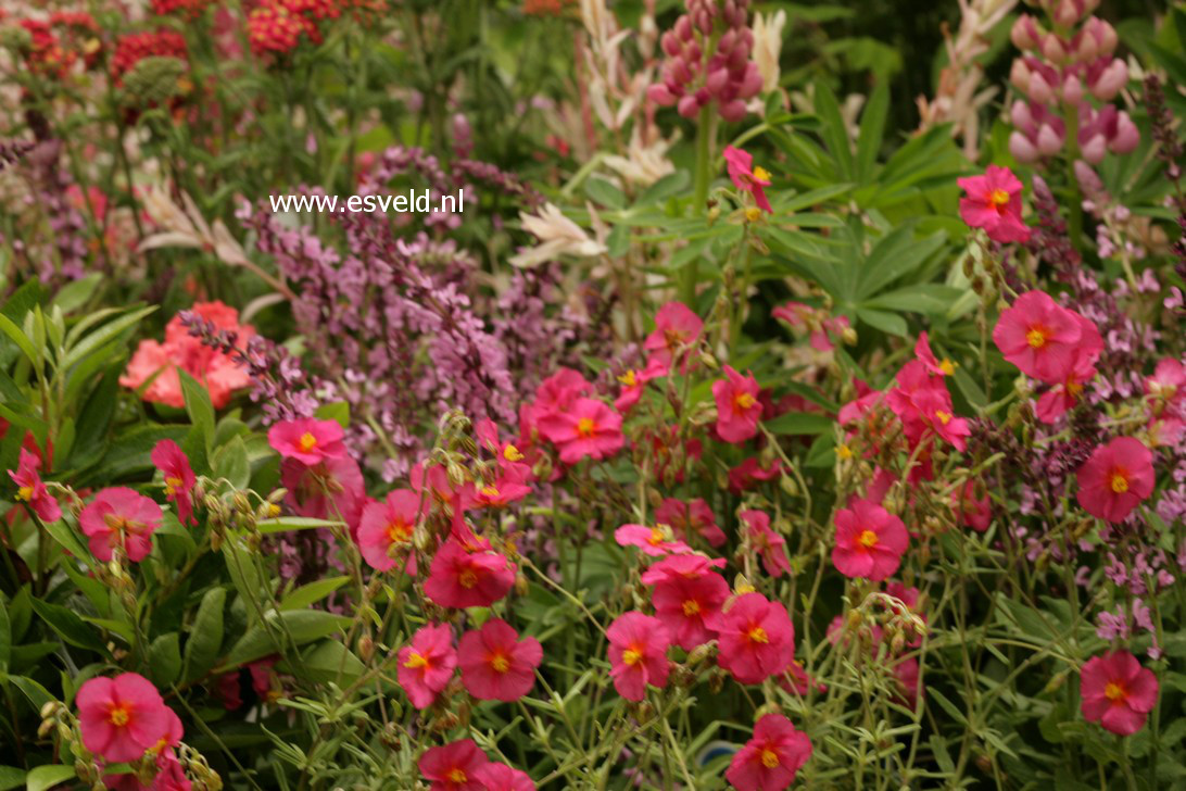 Helianthemum 'Ben Hope'