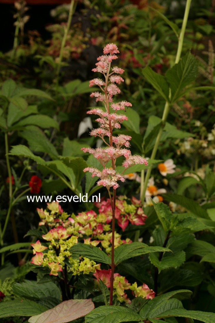 Rodgersia henrici