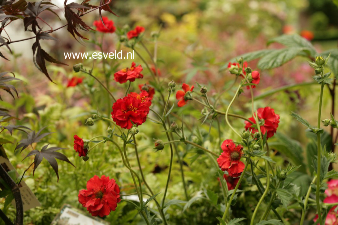 Geum chiloense 'Mrs. Bradshaw'