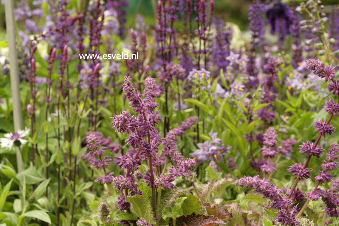 Salvia verticillata 'Purple Rain'