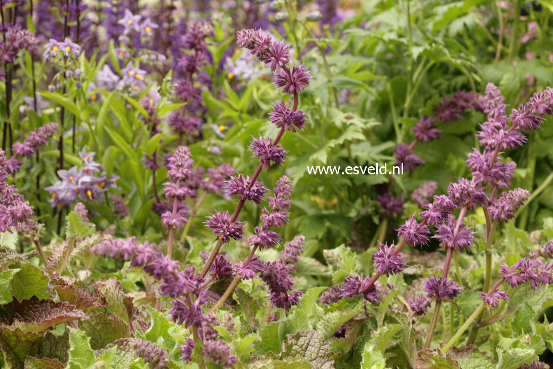 Salvia verticillata 'Purple Rain'