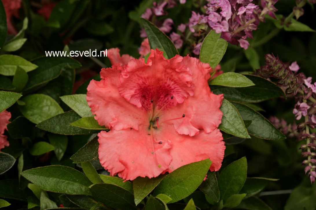 Azalea 'General Wavell'