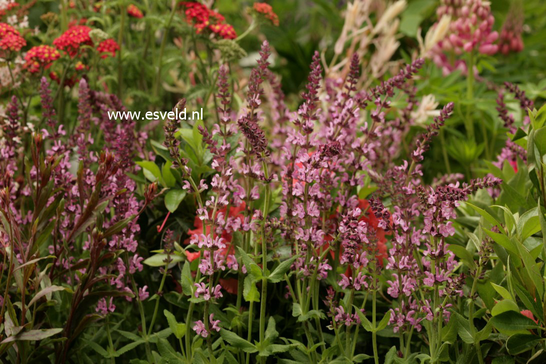 Salvia nemorosa 'Sensation Rose'