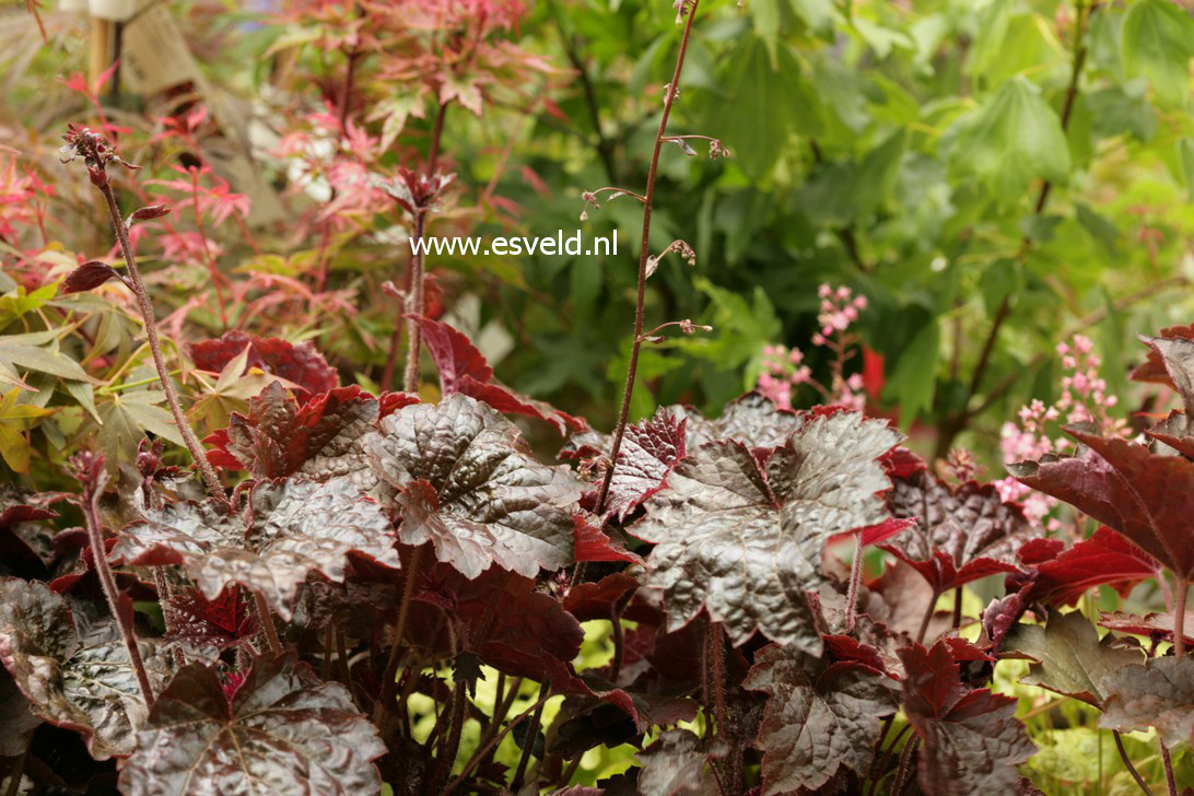 Heuchera micrantha 'Palace Purple'