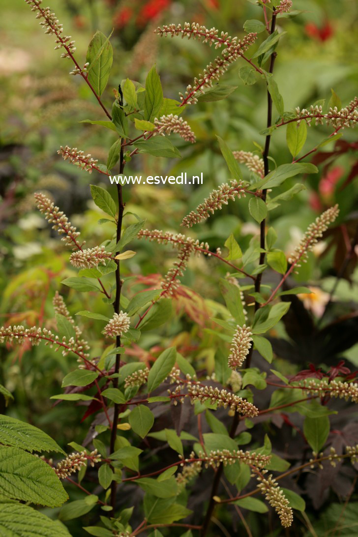 Itea virginica 'Sarah Eve'