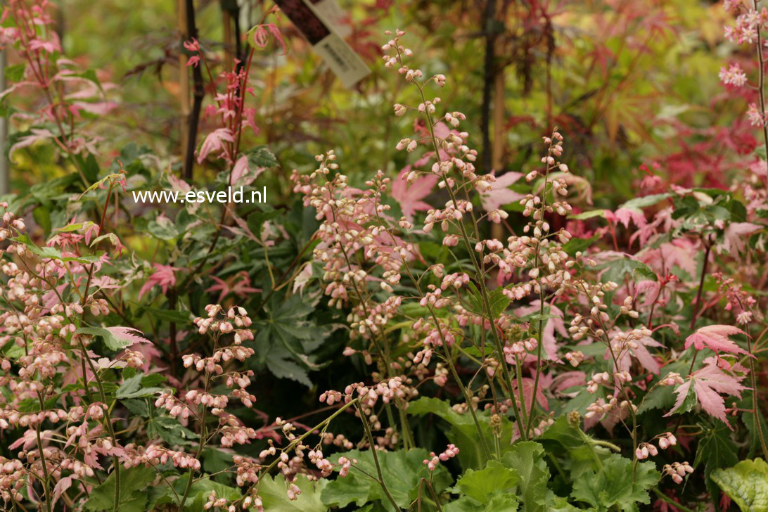 Heuchera 'Strawberry Swirl'