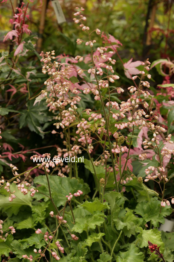 Heuchera 'Strawberry Swirl'