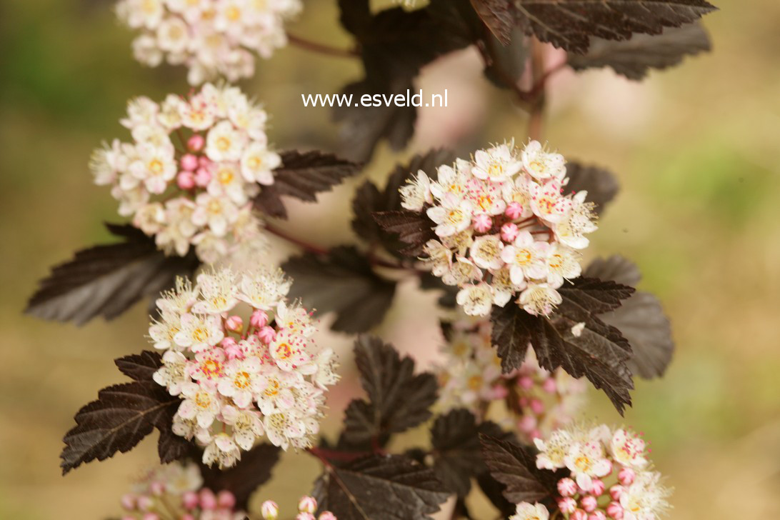 Plantentuin Esveld
