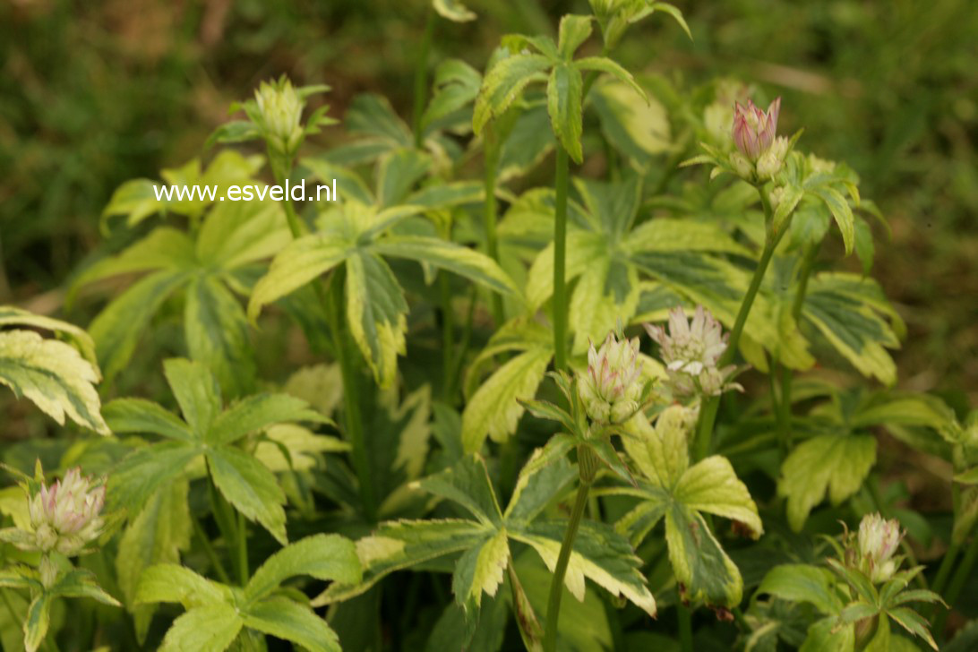 Astrantia major 'Sunningdale Variegated'