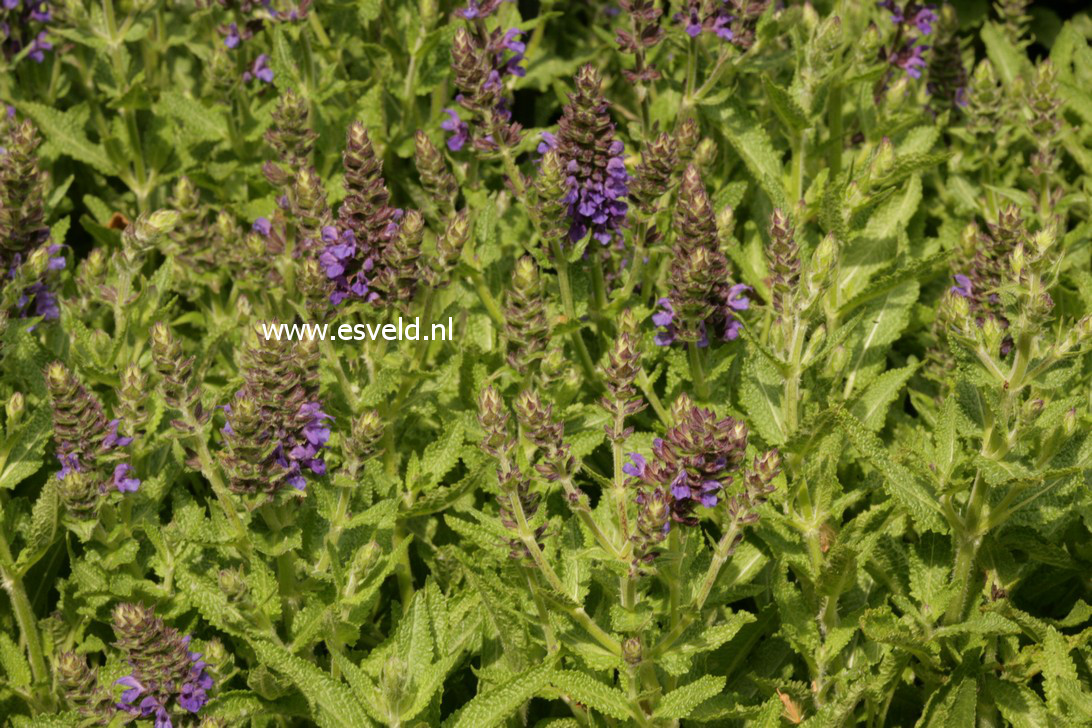 Salvia nemorosa 'Haeumanarc' (MARCUS)