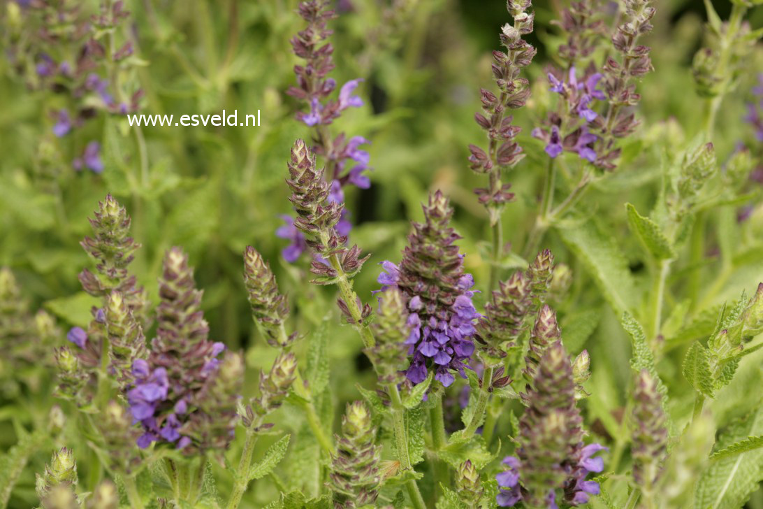 Salvia nemorosa 'Haeumanarc' (MARCUS)