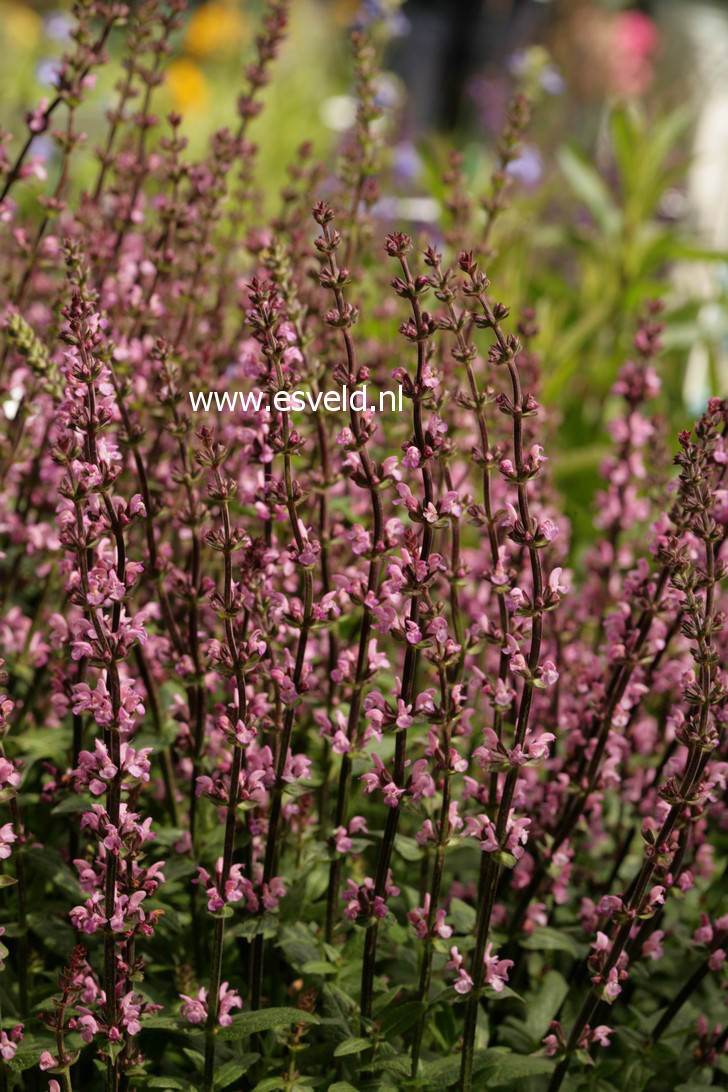 Salvia nemorosa 'Rose Queen'