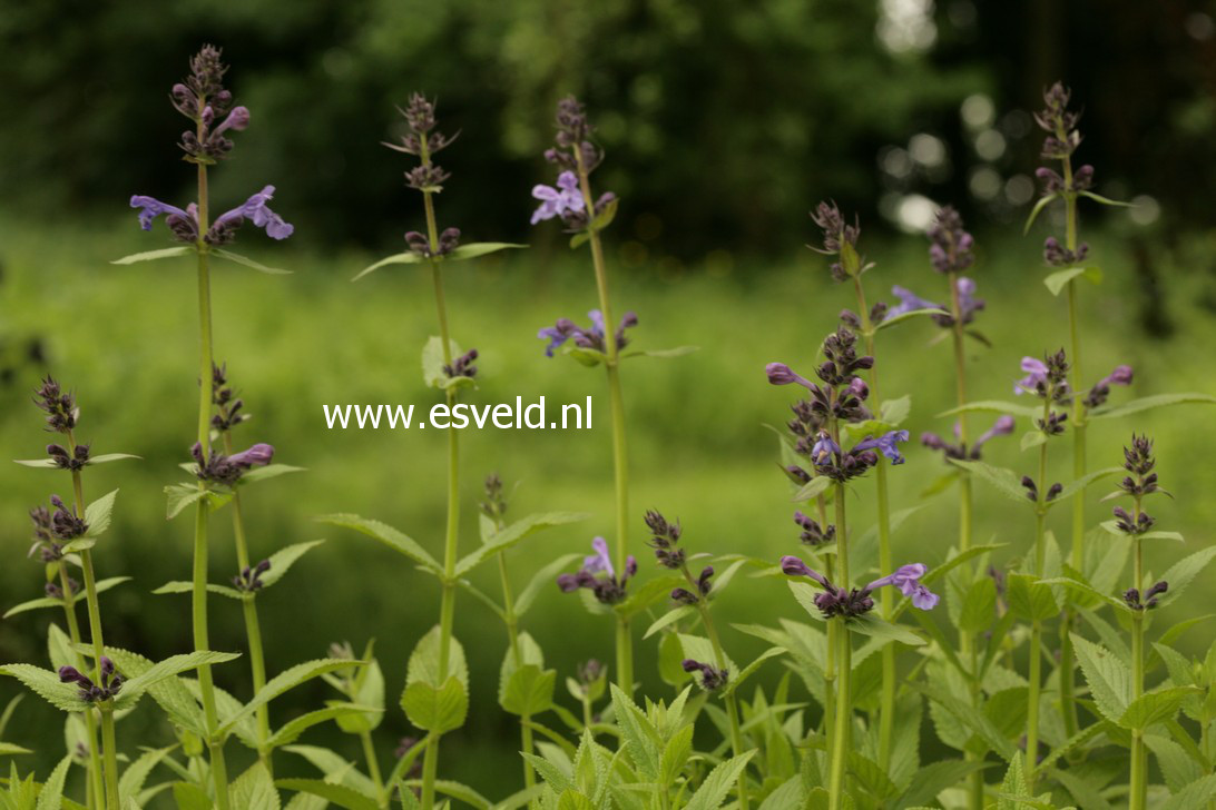 Nepeta sibirica 'Souvenir d'Andre Chaudron'