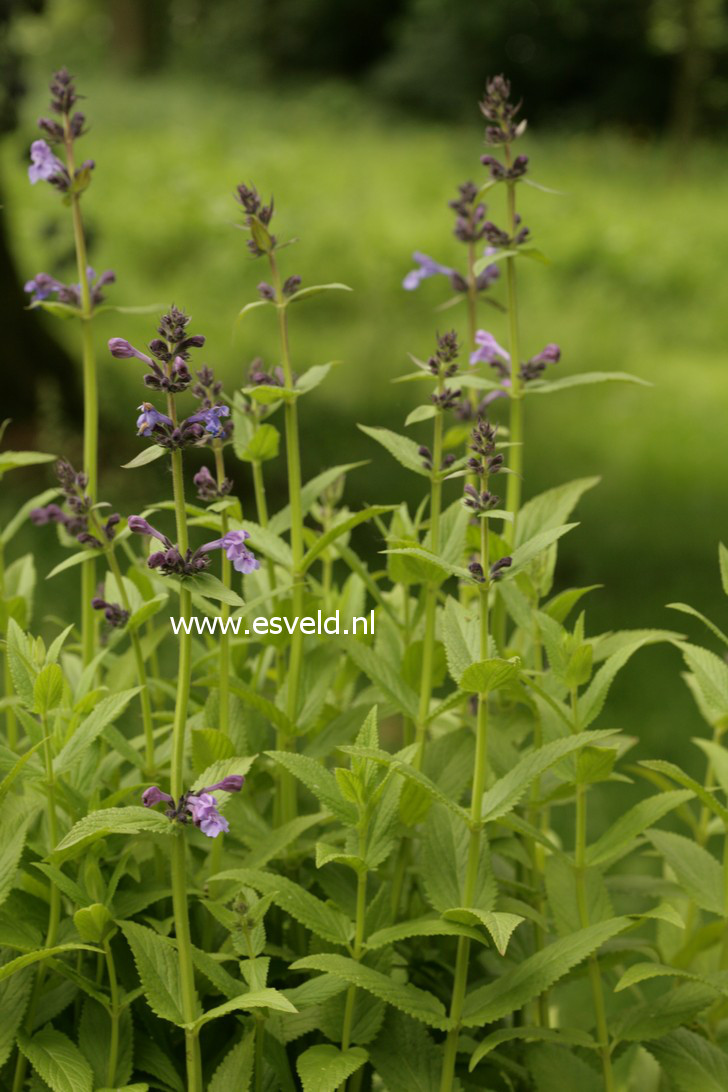 Nepeta sibirica 'Souvenir d'Andre Chaudron'