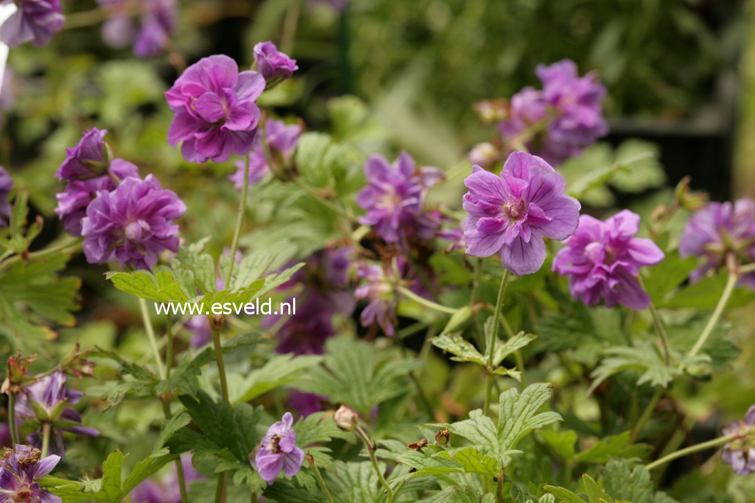 Geranium himalayense 'Plenum'