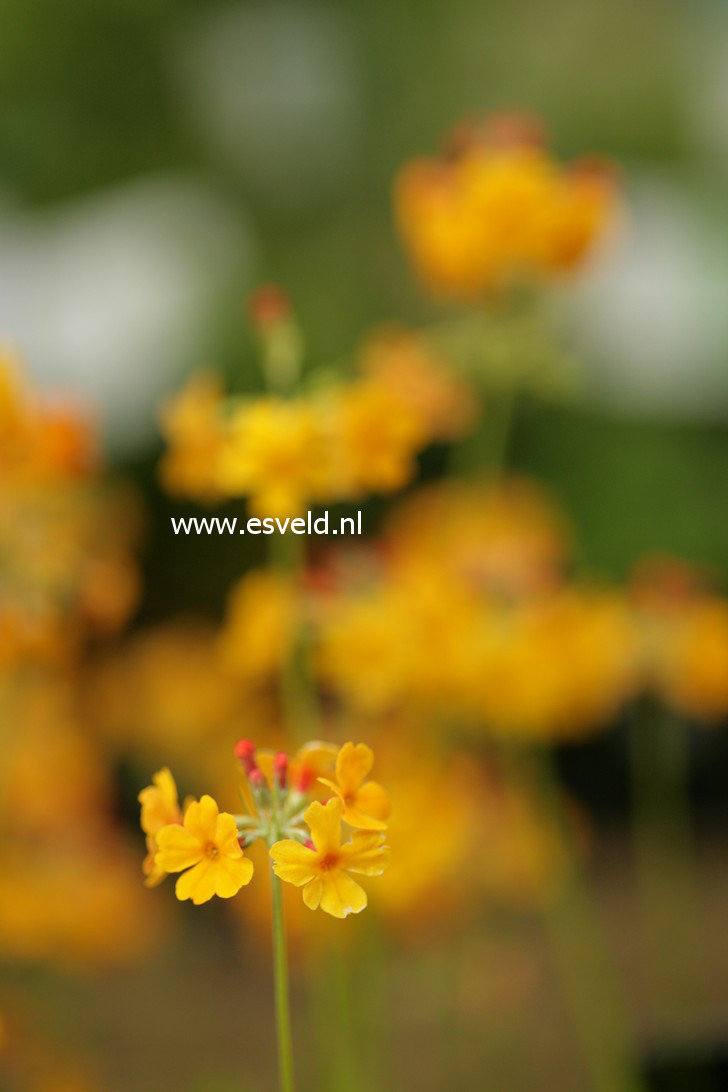 Primula bulleyana