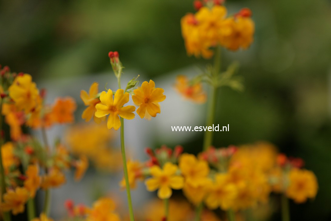 Primula bulleyana