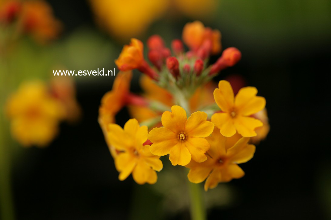 Primula bulleyana