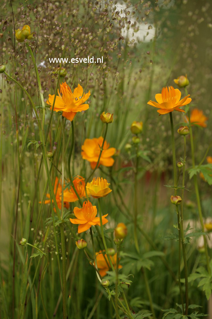 Trollius chinensis 'Golden Queen'