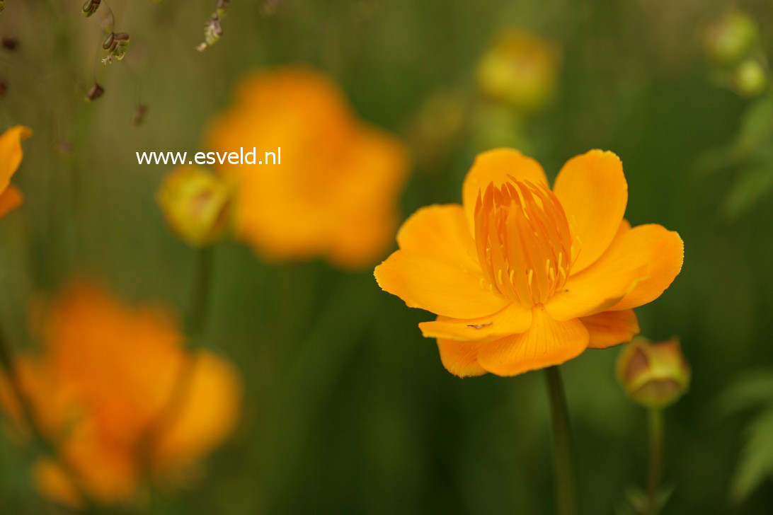 Trollius chinensis 'Golden Queen'