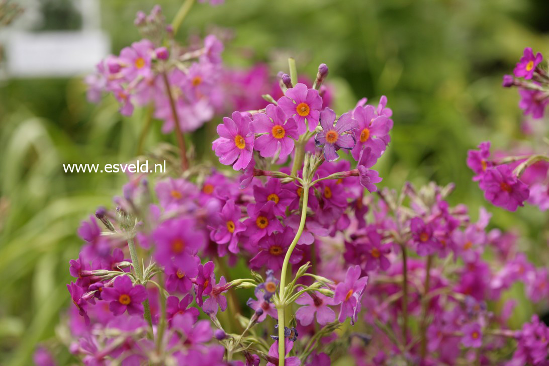 Primula beesiana