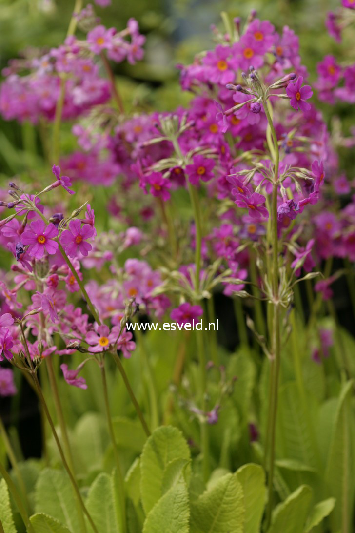 Primula beesiana