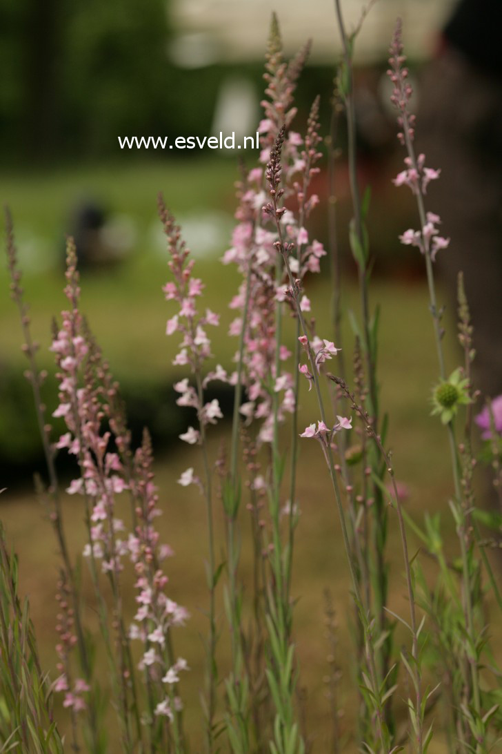 Linaria purpurea 'Canon J. Went'