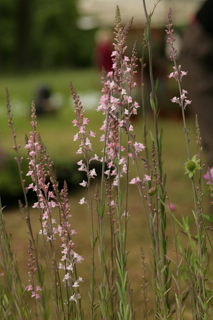 Linaria purpurea 'Canon J. Went'