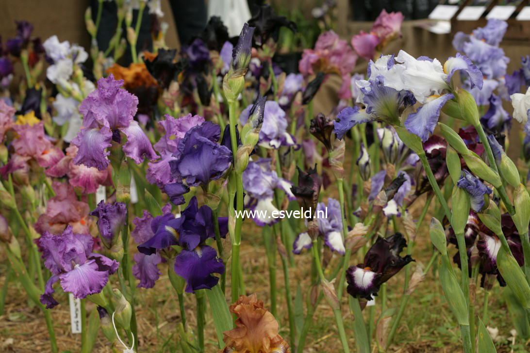 Iris germanica
