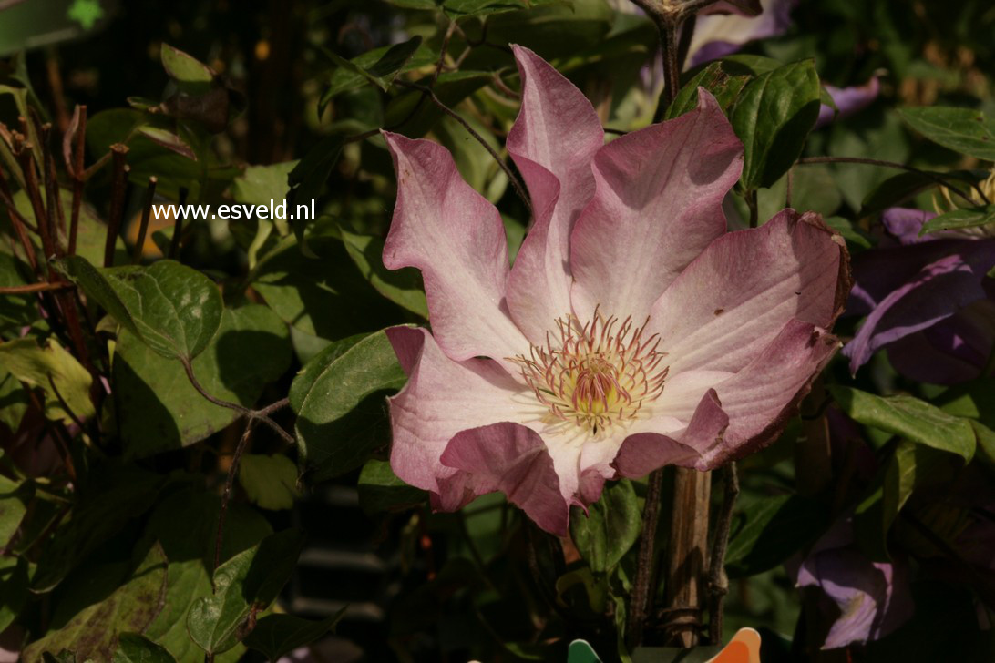 Clematis 'Rooran'