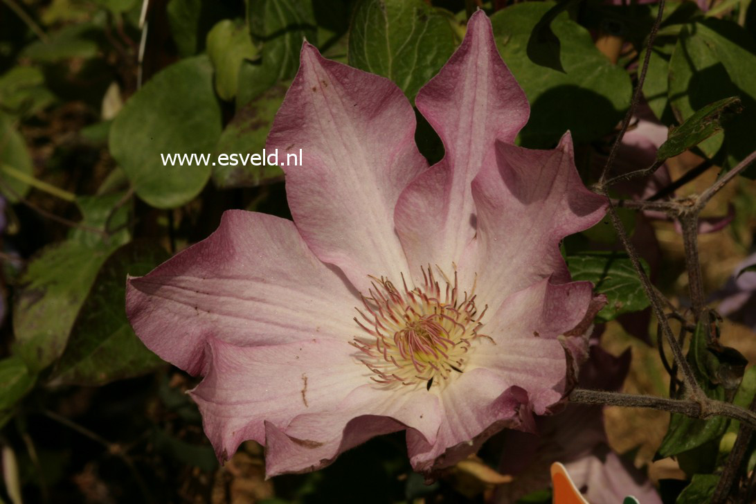 Clematis 'Rooran'