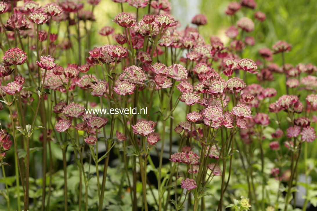 Astrantia major 'Moulin Rouge'