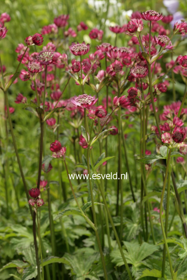 Astrantia major 'Abbey Road'