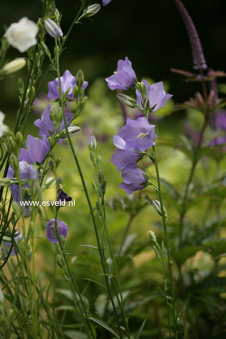 Campanula persicifolia 'Coerulea'