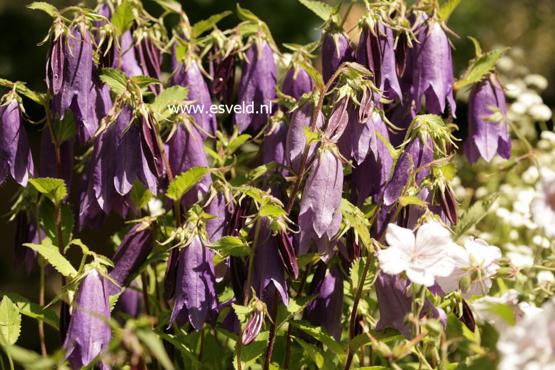 Campanula 'Sarastro'