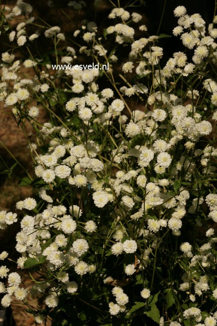 Ranunculus aconitifolius 'Pleniflorus'