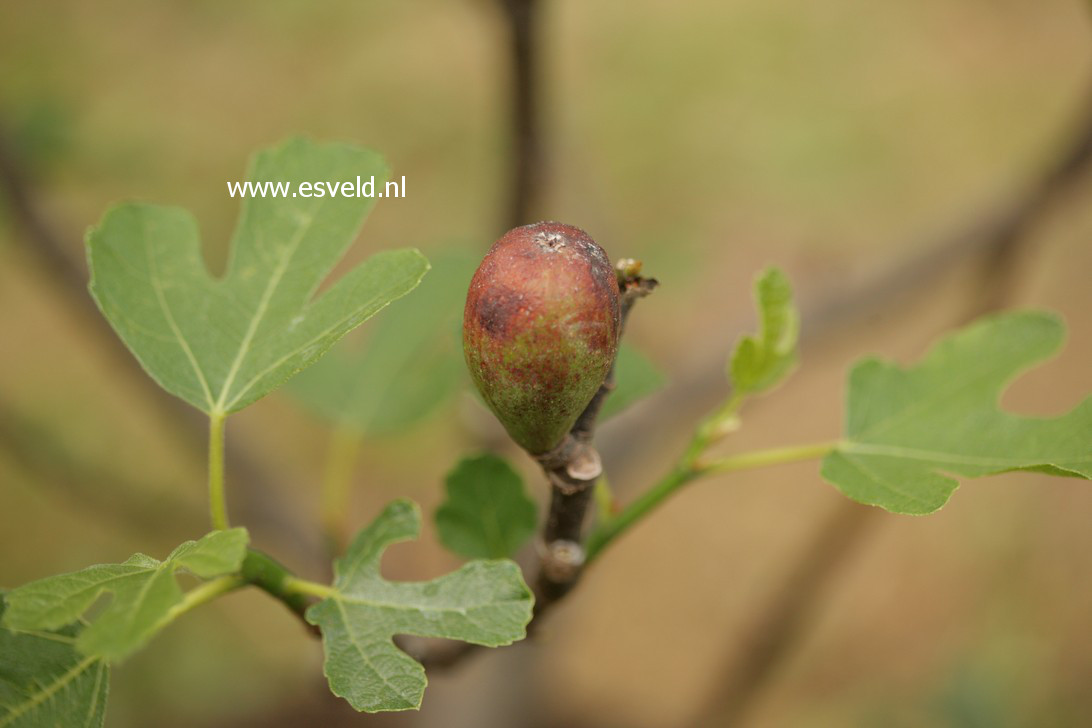 Ficus carica 'Brown Turkey'