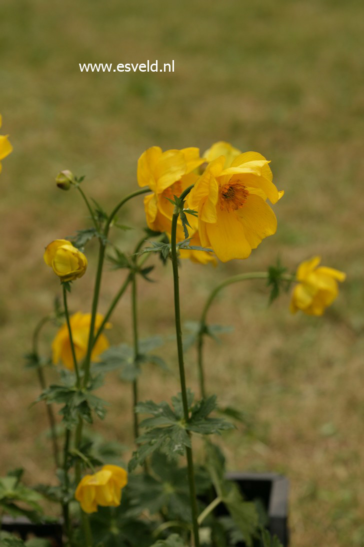 Trollius stenopetalus