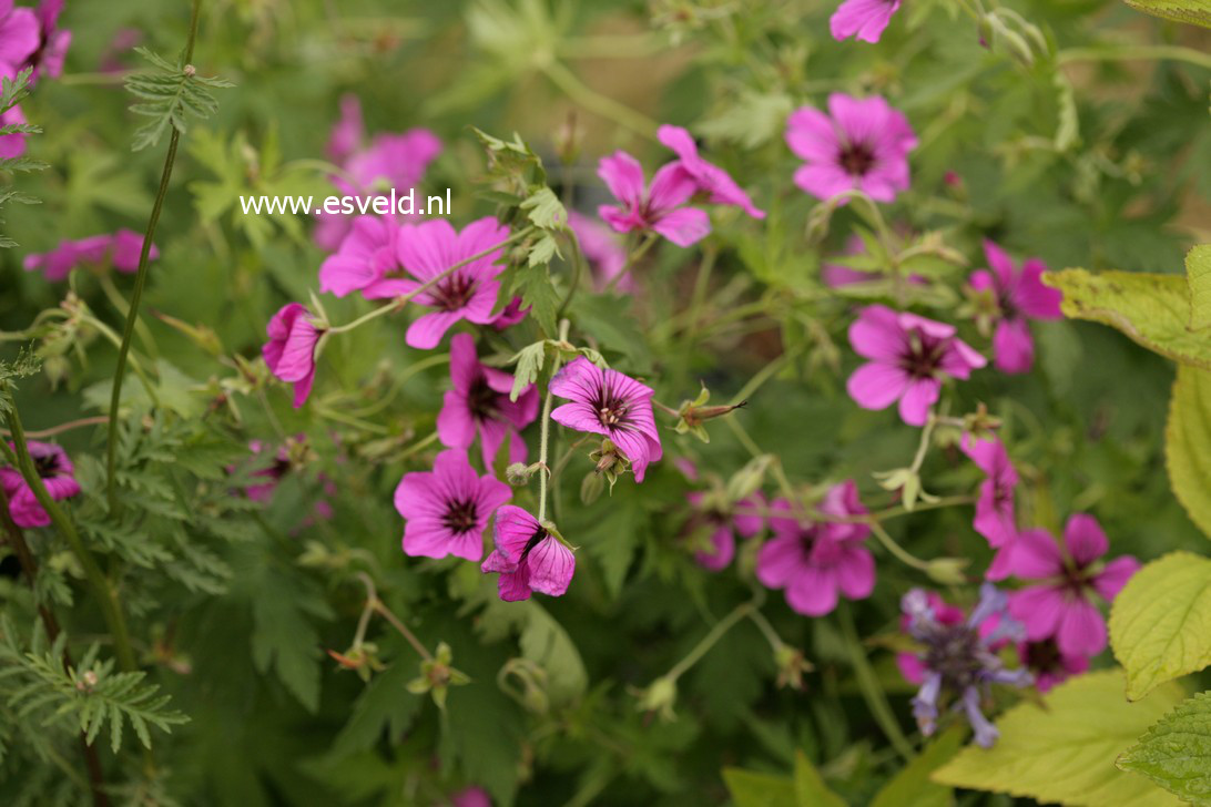 Geranium psilostemon 'Bressingham Flair'