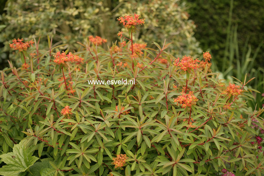 Euphorbia griffithii 'Dixter'