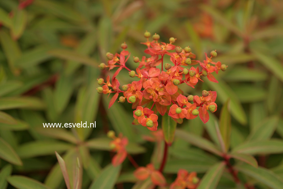 Euphorbia griffithii 'Dixter'